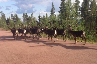 Reindeer outside the apartment